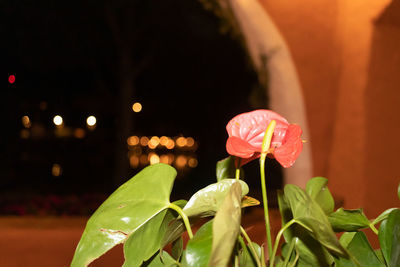 Close-up of pink flowering plants at night