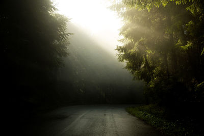 Road amidst trees in forest