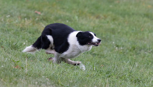 Dog running on grassy field