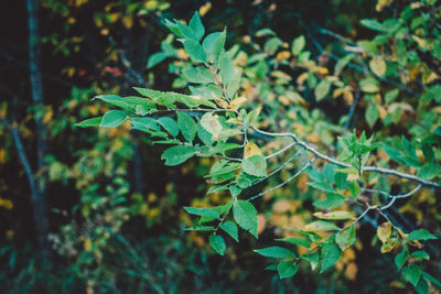 High angle view of plant growing on field