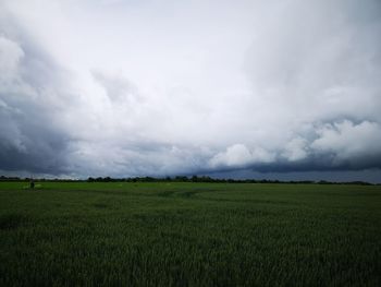 Scenic view of agricultural field against sky