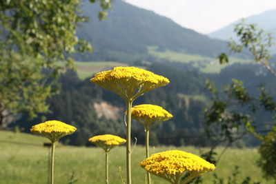 Close-up of yellow flowering plant growing on field