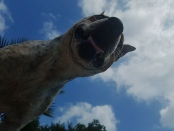 Low angle view of cat against clear sky