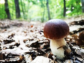 Close-up of mushroom growing on field