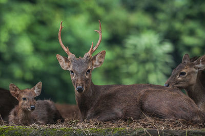 Bawean deer or axis kuhli is endemic deer of bawean island, indonesia