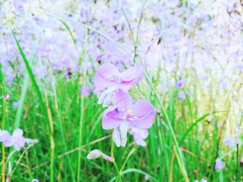 Close-up of purple crocus flowers blooming on field