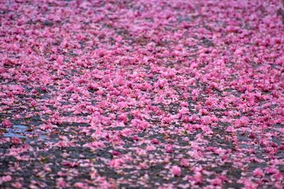 Full frame shot of pink flowering plants on field