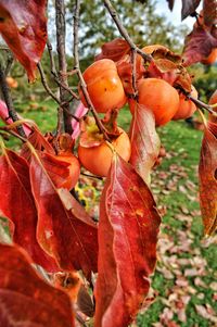 Close-up of fruits on tree