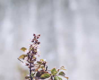 Close-up of pink flowering plant