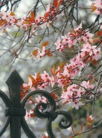 Close-up of flowers