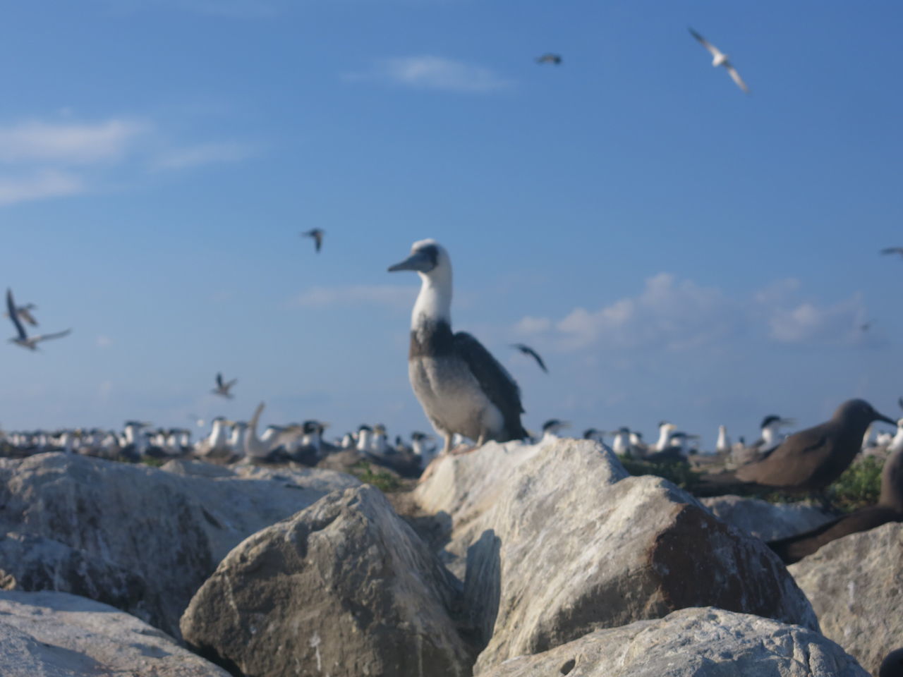 SEAGULL PERCHING ON ROCK