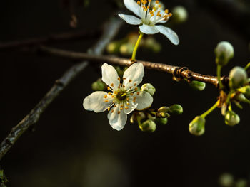 Close-up of cherry blossoms in spring