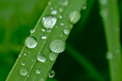 Close-up of raindrops on leaves