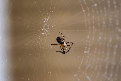 Spider on web