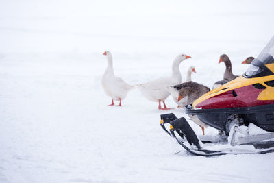 Birds perching by snowmobile