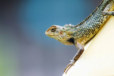 Close-up side view of a lizard