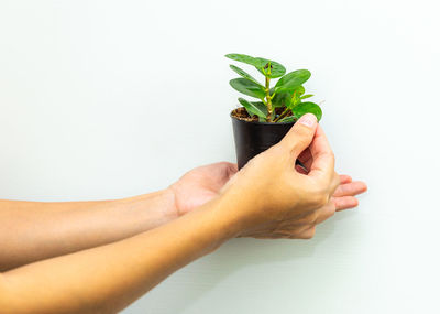 Close-up of hand holding plant against white background