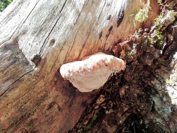 High angle view of mushroom growing on tree trunk