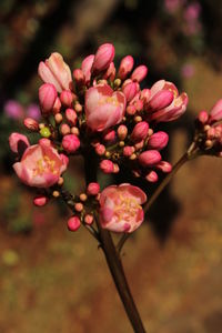 Close-up of pink flowering plant