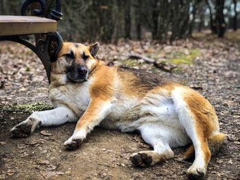 View of a dog resting with the head on a bench