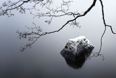 Bare tree by lake during winter