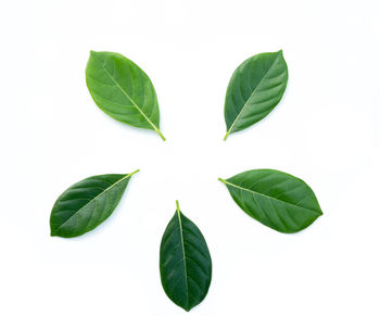 High angle view of leaves against white background