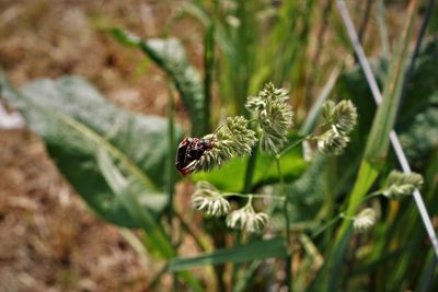 Close-up of insect on flower