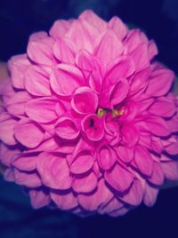 Close-up of flower blooming outdoors