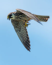 Low angle view of eagle flying against clear blue sky