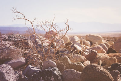 Close-up of landscape against sky