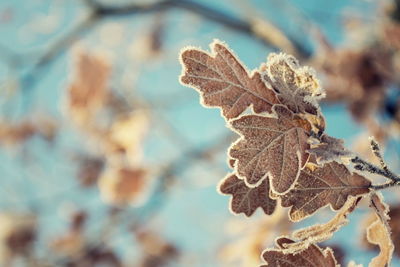 Close-up of dried plant during winter