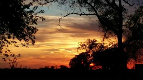 Silhouette of trees at sunset