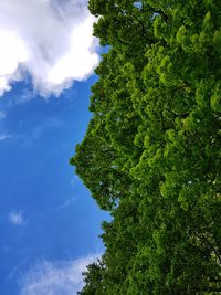 Low angle view of tree against sky