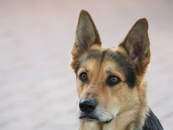 Close-up portrait of dog