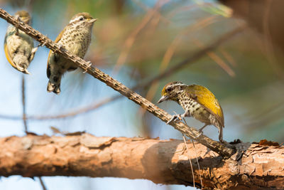 Close-up of birds perching on tree branch