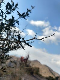 Low angle view of plant against sky