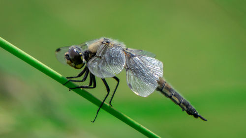 Close-up of insect on twig