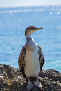 Bird perching on rock