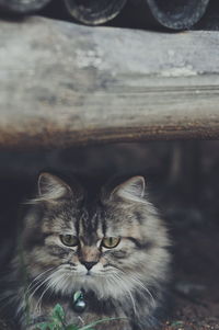 Close-up portrait of cat at night