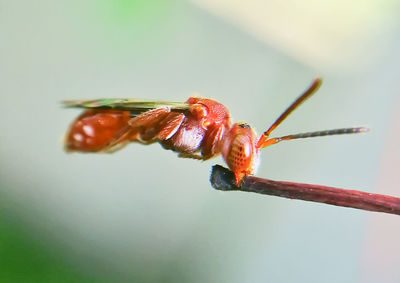 Close-up of insect