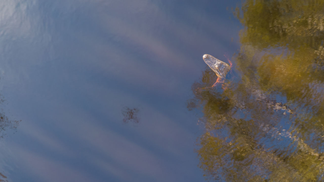 LOW ANGLE VIEW OF A TURTLE IN THE WATER