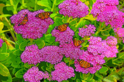 Close-up of purple flowers blooming outdoors