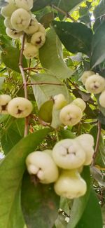 Close-up of white flowering tree