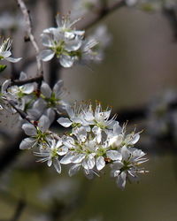 Close-up of flowers on tree