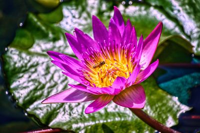 Close-up of pink lotus water lily in pond
