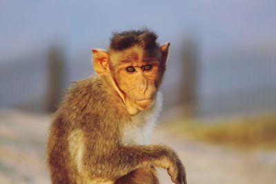 Portrait of monkey looking away outdoors