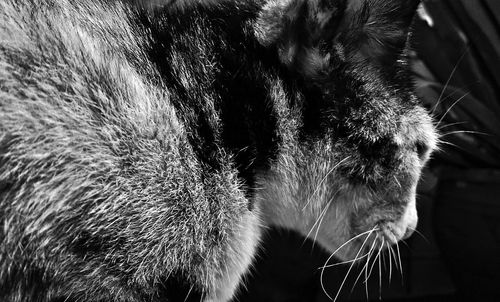 Extreme close-up of cat