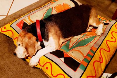 Close-up of dog sleeping