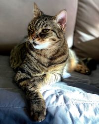 Cat resting on bed at home