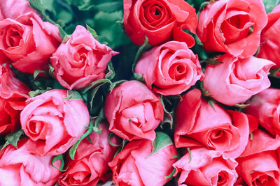 Close-up of red roses